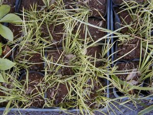 �t�C���Z�L�V���E