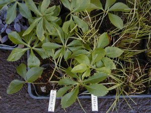 �N���X�}�X���[�Y