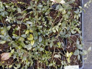 �r���J�~�m�[��