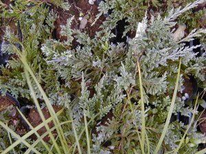 �E�C���g�j�[