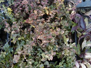 �A�����J�c���}�T�L