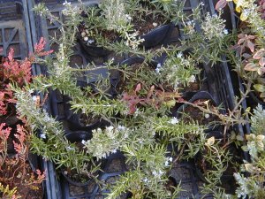 ���[�Y�}���[