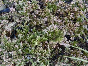 �}�U�[���f�@